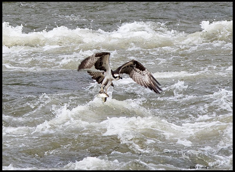 _7SB0853 osprey catching two fishes.jpg